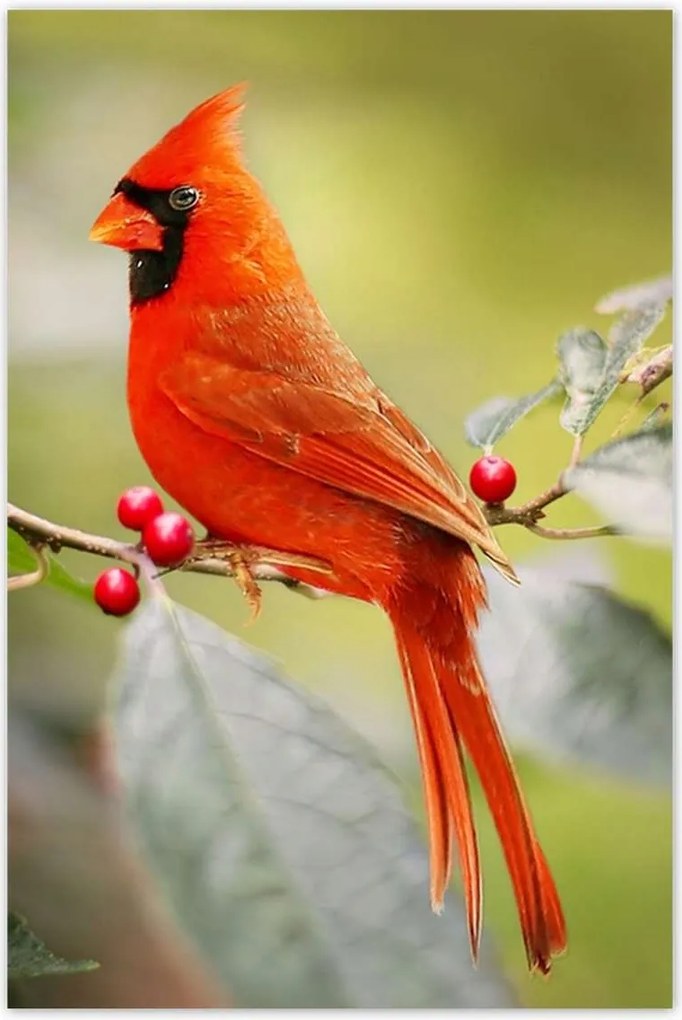 Poszterek 80x120 Madarak