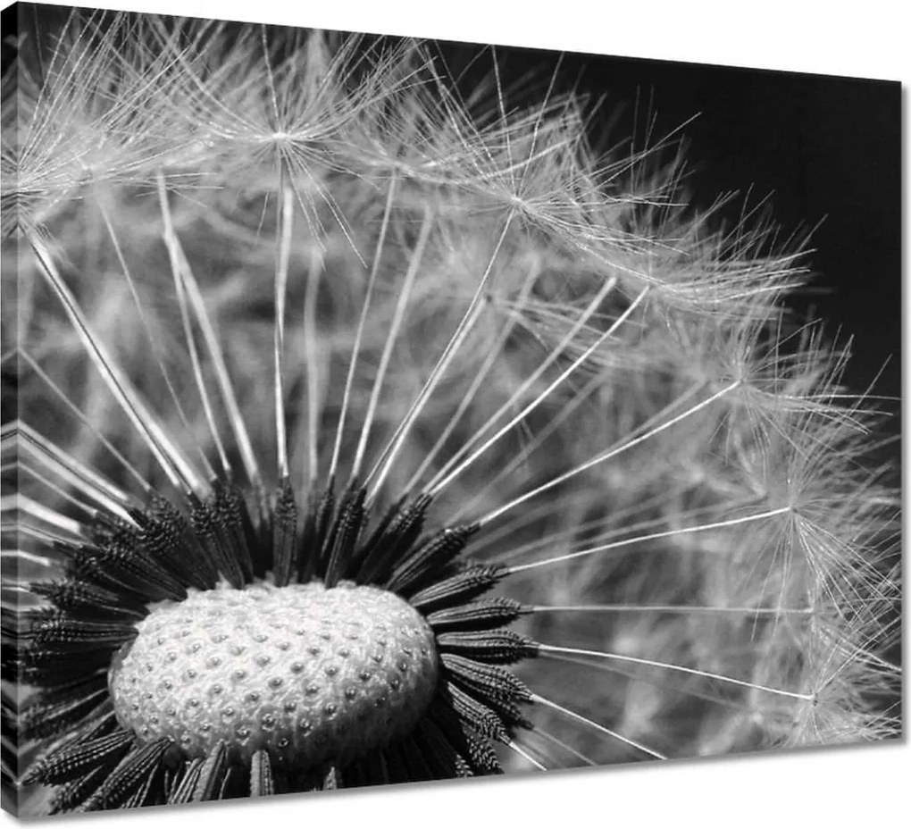 Vászonkép 50x40 Pitypang Virág Virágok