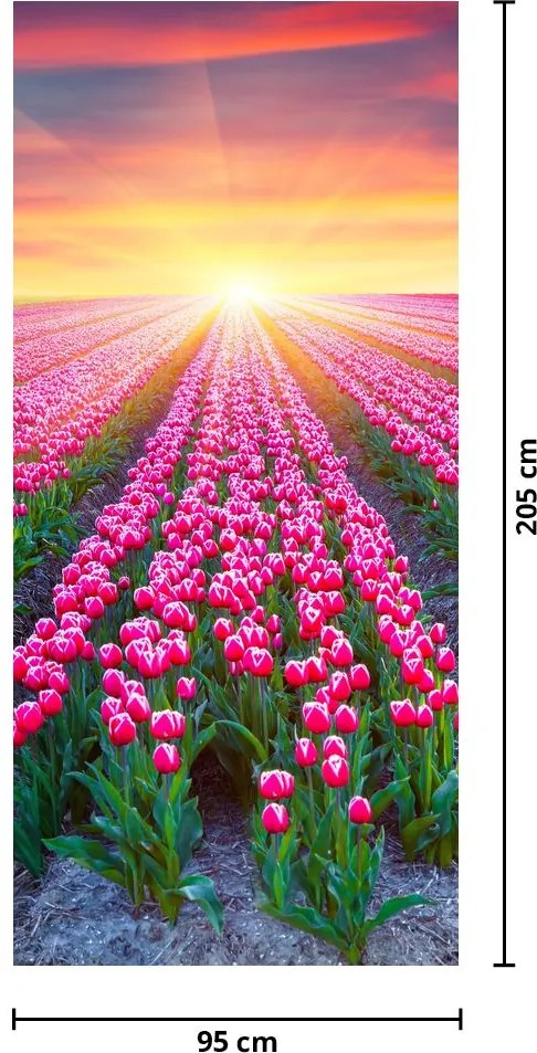 Fotótapéta ajtóra - Tulipán mező napsütésel (95x205cm)