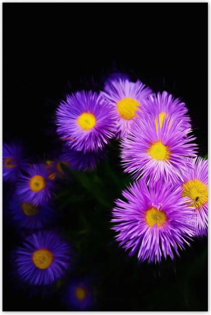 Poszter 60x90 Lila őszirózsa virágok