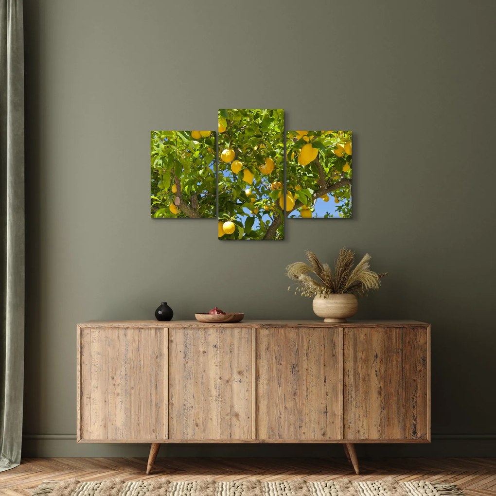 Kép - Citromfa (90x60 cm)