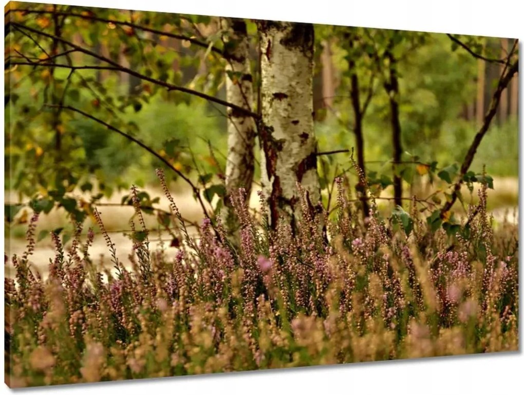 Vászonkép 90x60 Nyírfa a hangák között Erdő