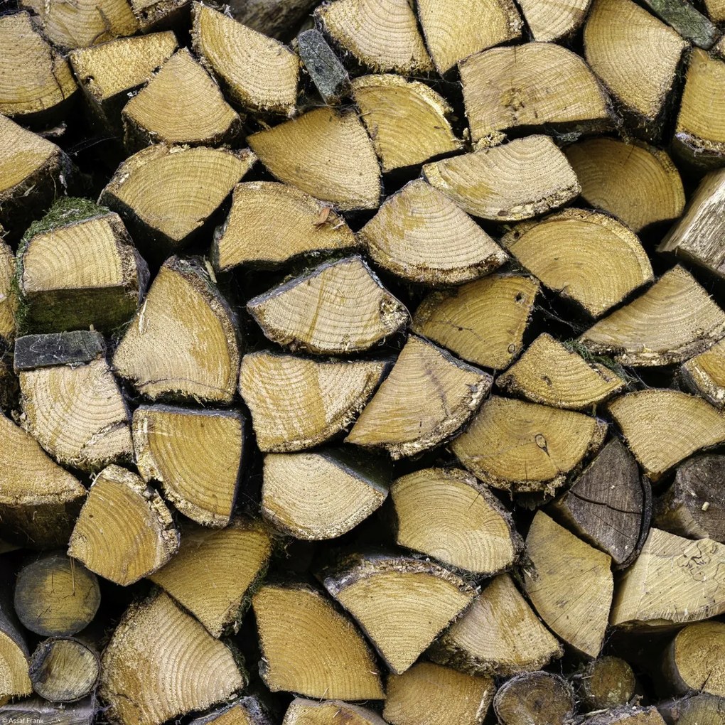 Poszter 30x30cm Fa rönkök, Assaf Frank