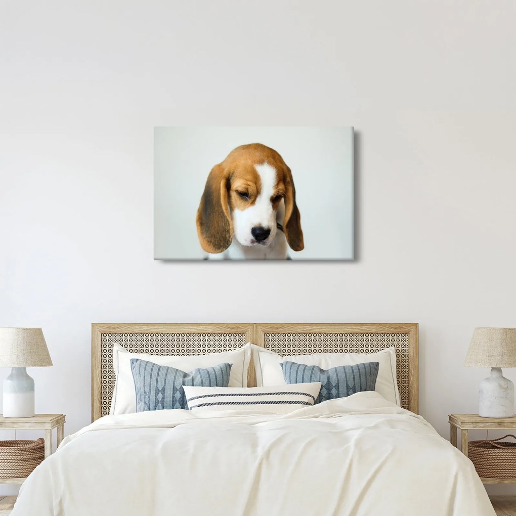 Beagle képe (90x60 cm)