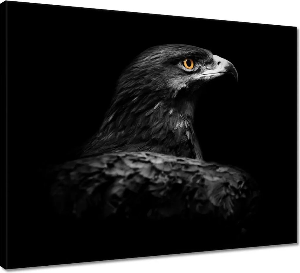 Vászonkép 50x40 Sas fekete alapon