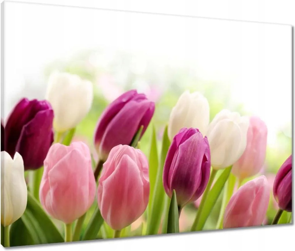 Vászonkép 80x60 Gyönyörű tulipánok