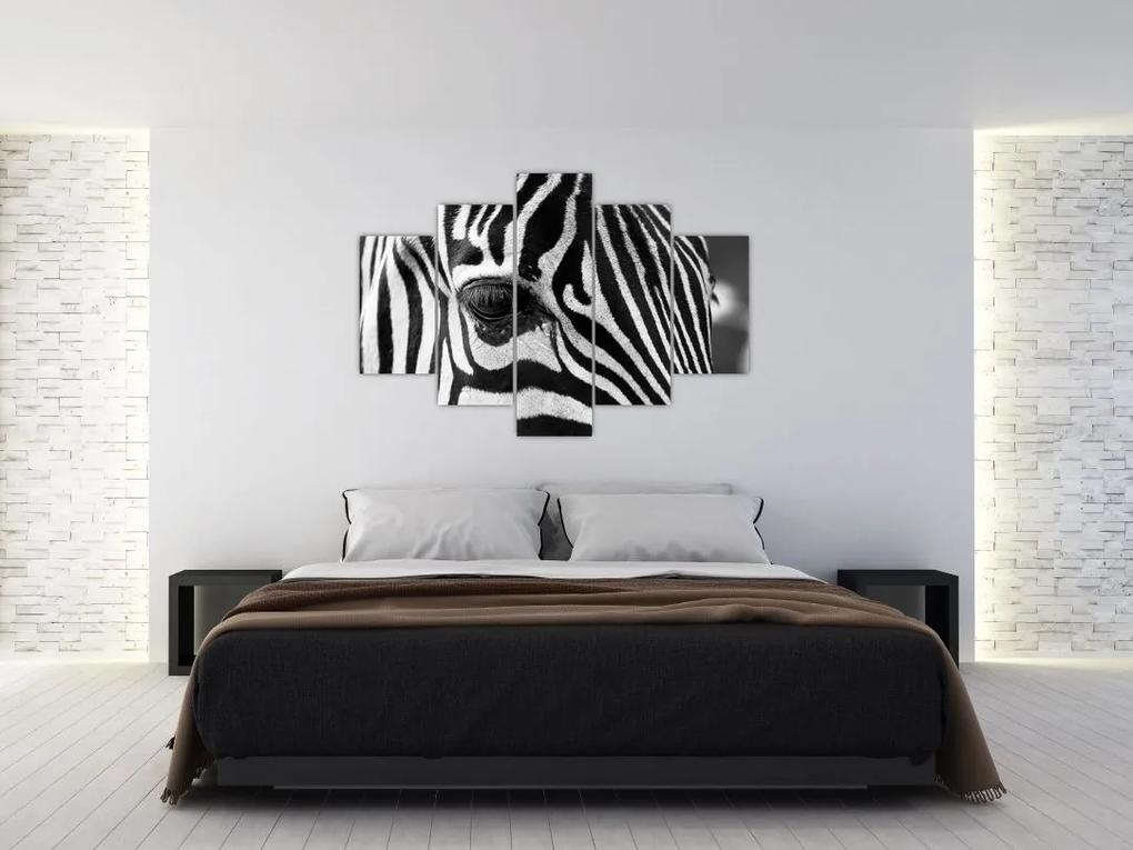 Zebra képe (150x105 cm)