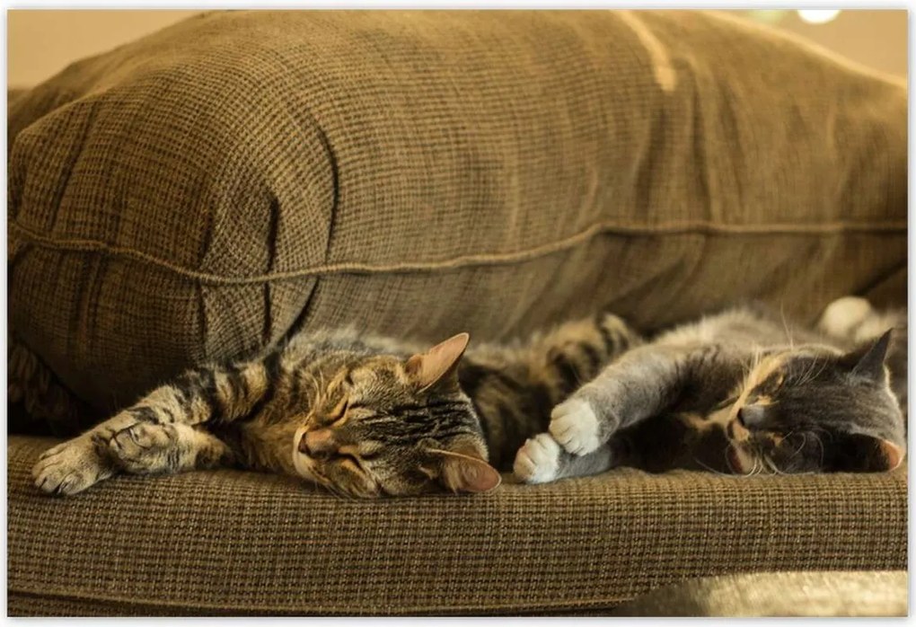 Poszterek 200x135 Cica Cicák