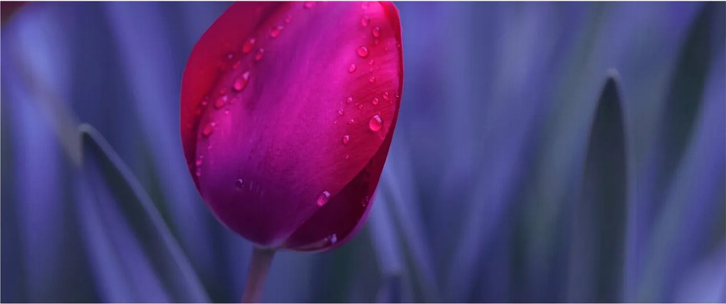 Tulipán bimbó képe (120x50 cm)