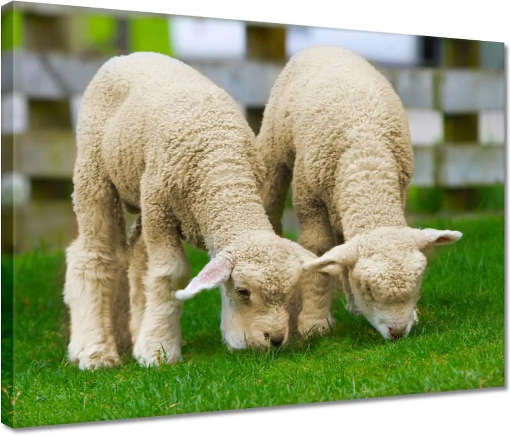 Vászonkép 40x30 Gyapjú barátok