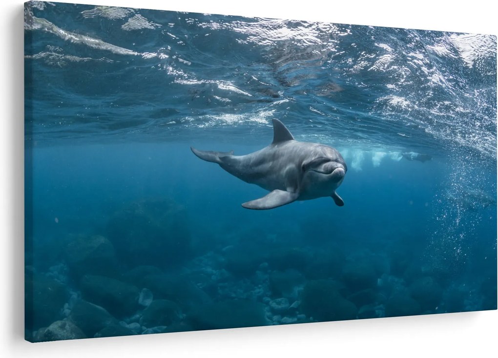 Kép - Delfin a felszín alatt (90x60 cm)