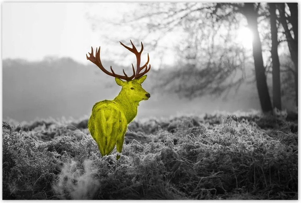 Poszterek 120x80 Sárga szarvas Erdő Tájkép