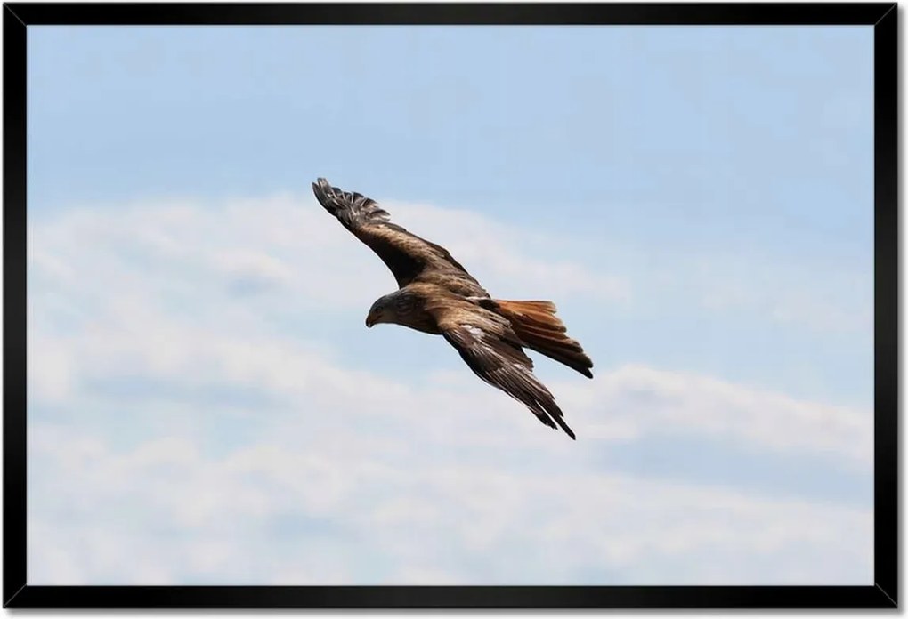 Poszterek keretben 60x40 Veszélyes ragadozó repülése