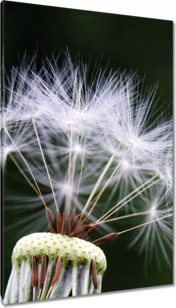 Vászonkép 80x120 Pitypang Virág Virágok