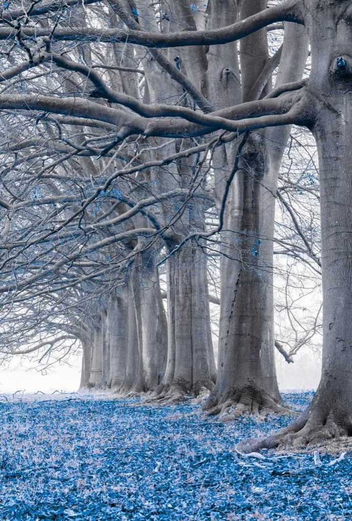 Poszter 67,5x100cm Fák egy sorban Kék levelek, Assaf Frank