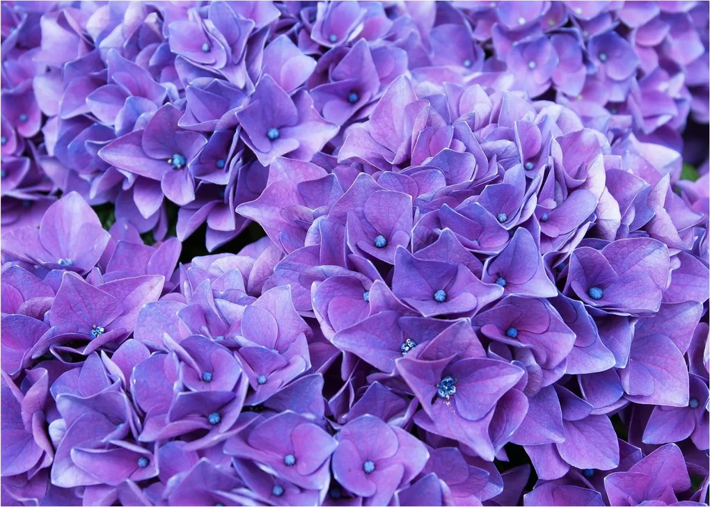 Lila virágok képe (üvegen) (70x50 cm)
