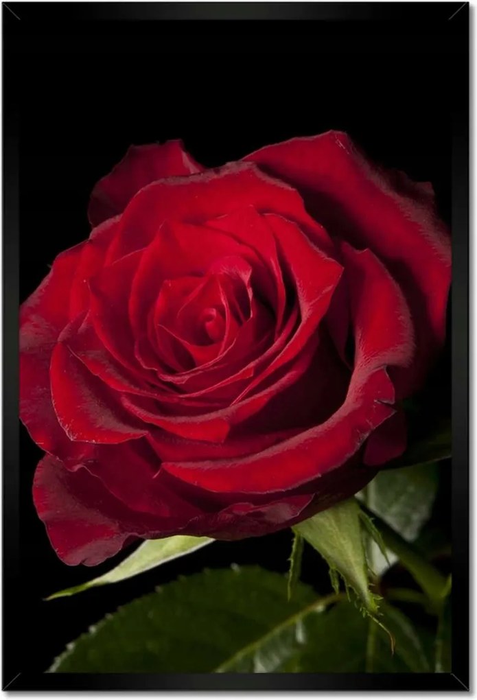 Poszterek keretben 40x60 Aranyos rózsa