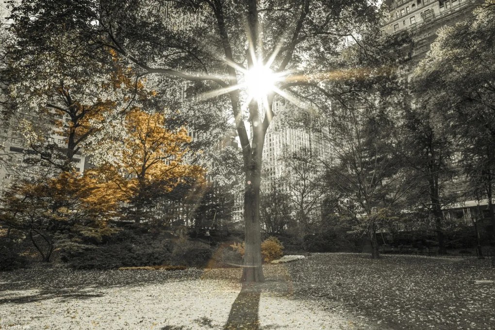 Poszter 30x20cm Napsugarak a fákon át a parkban 2, Assaf Frank