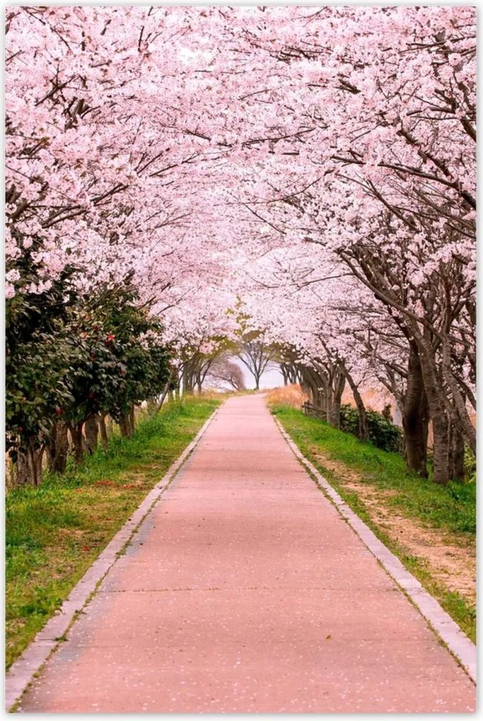 Poszterek 60x90 Virágok