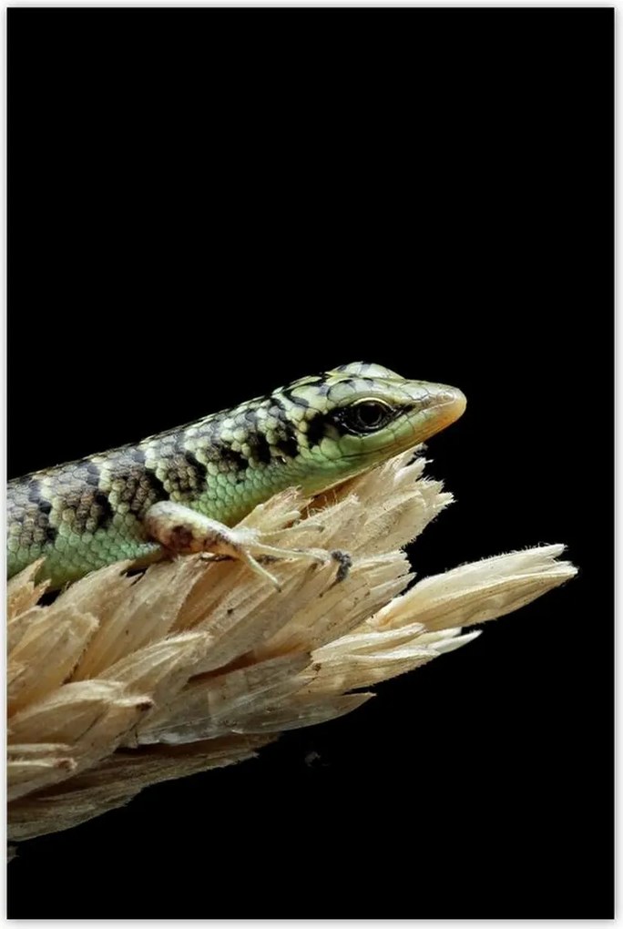 Poszterek 60x90 Indonéz gyík