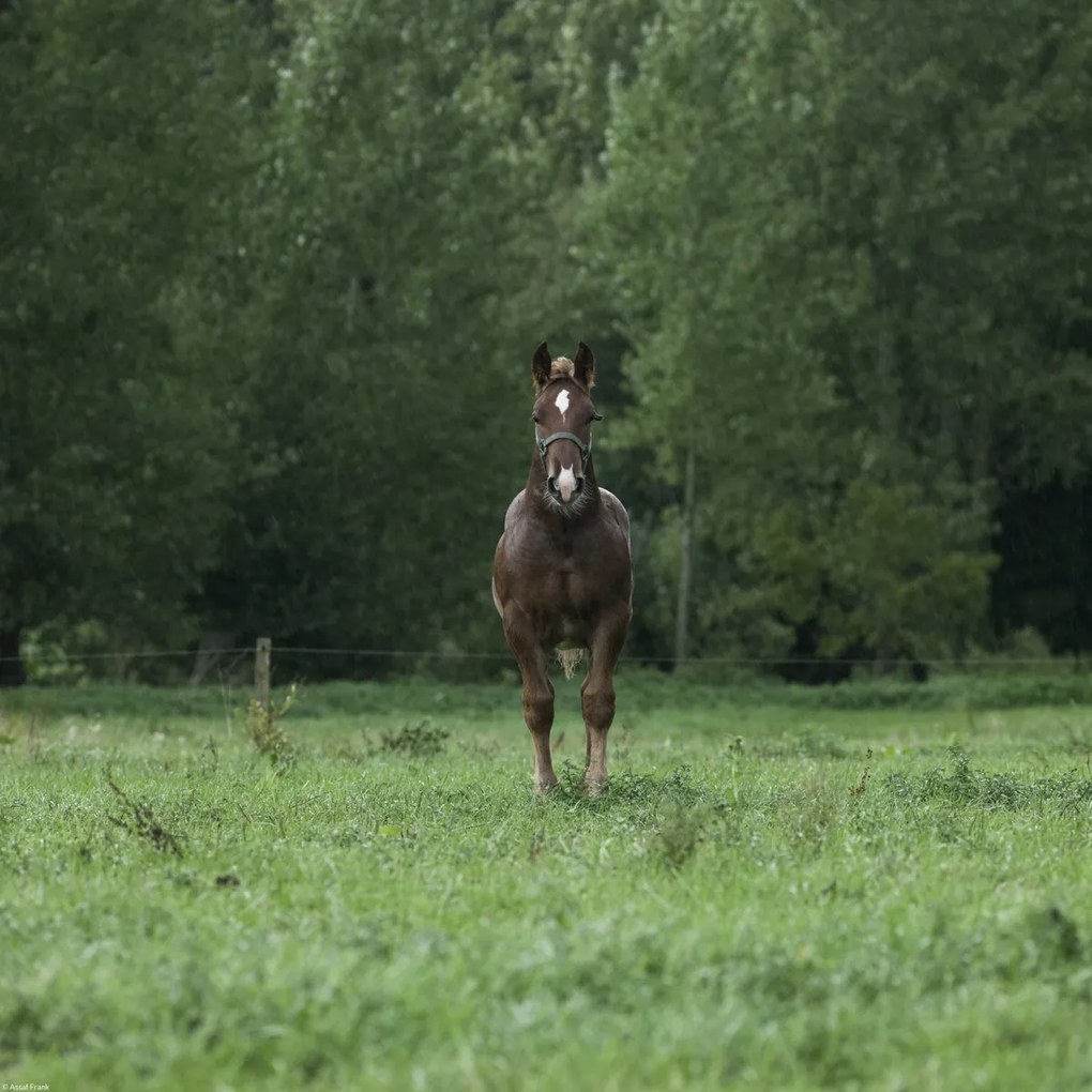 Poszter 40x40cm Ló áll a mezőn, Assaf Frank