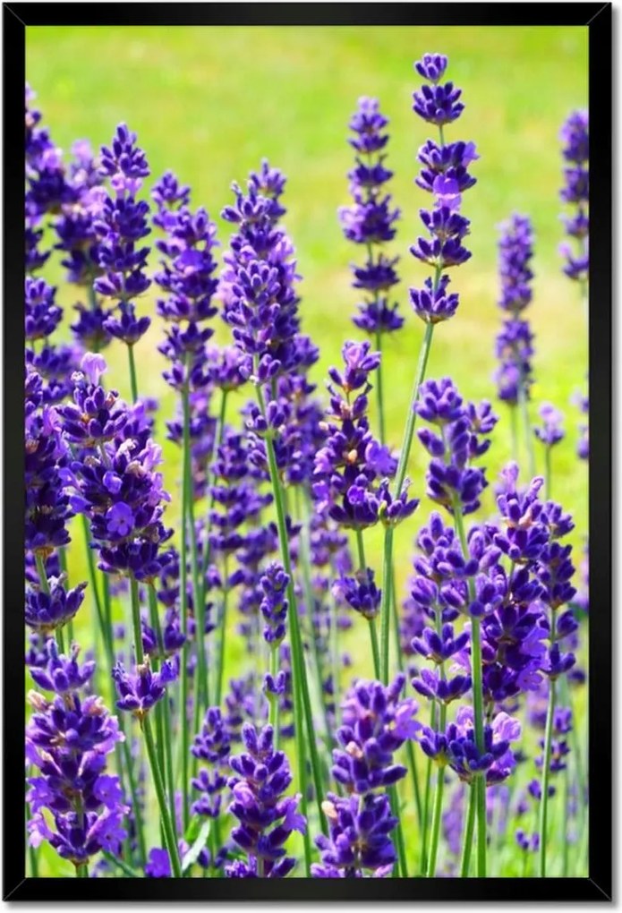 Poszterek keretben 40x60 Levendula virágok