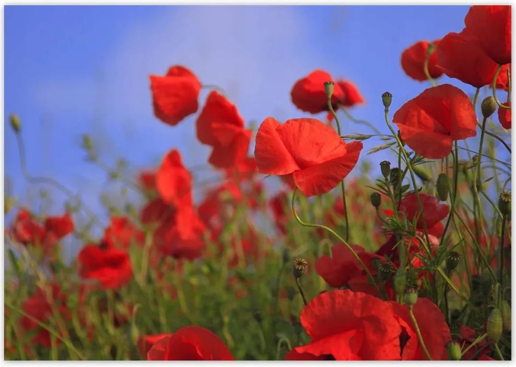 Poszterek 100x70 Pipacsok az égbolt hátterében