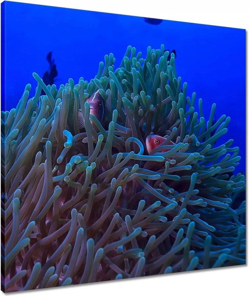 Vászonkép 60x60 Víz alatti zátony jelenet