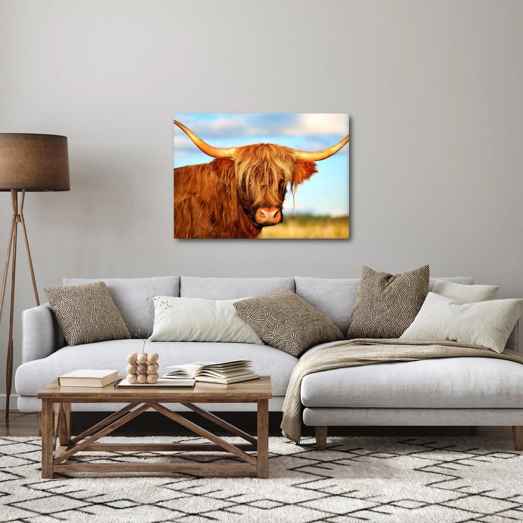 Kép - Skót tehén (70x50 cm)