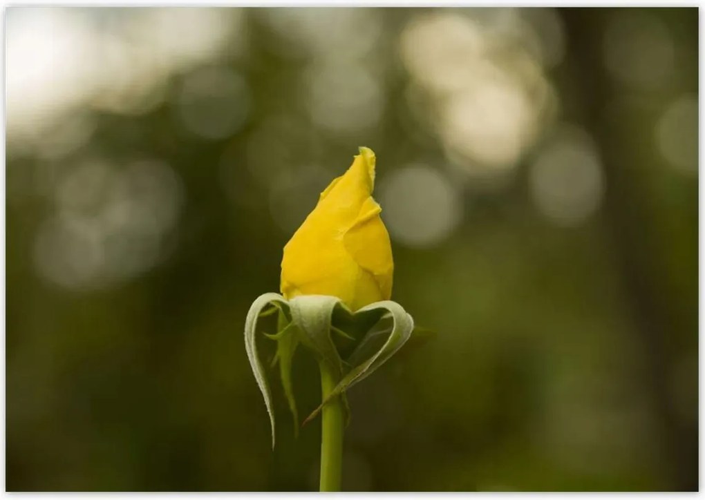 Poszterek 100x70 Sárga rózsa