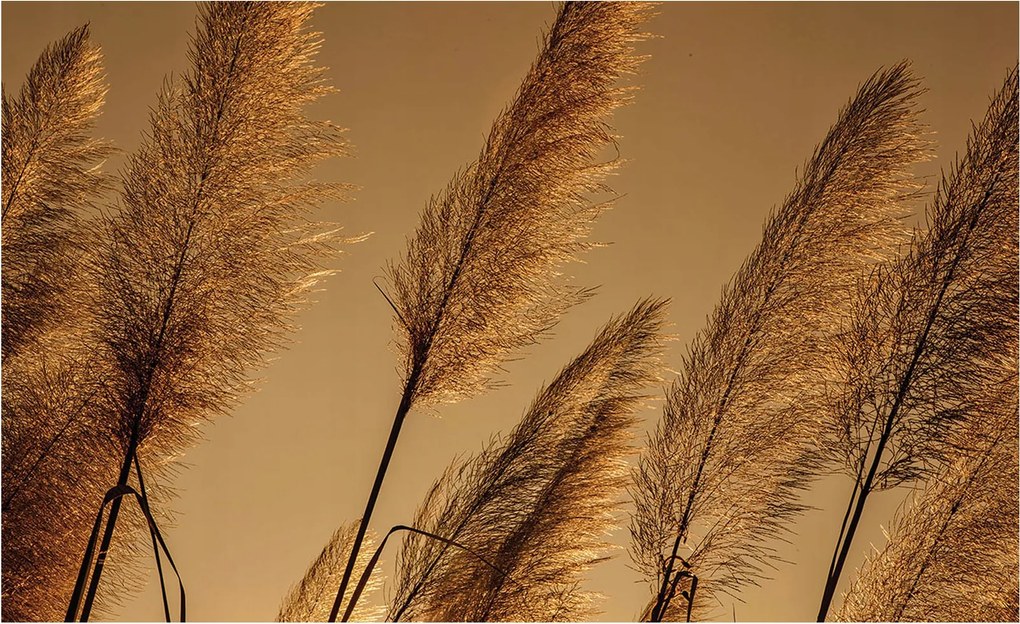 Fotótapéta flizelina Arany Fű Nyugalom és pihenés az otthonodban 312x219 +ragasztó