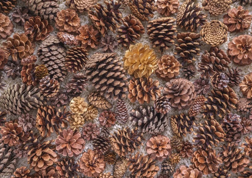 Poszter 29,7x21cm Fenyőtobozok, Assaf Frank