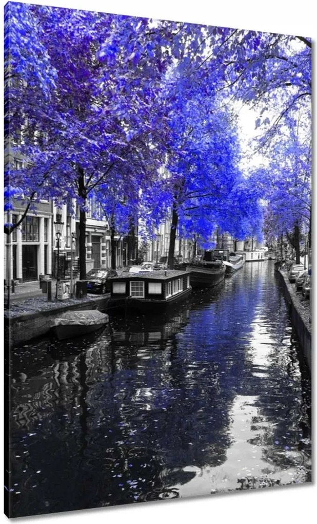 Vászonkép 70x100 Búzavirág Amszterdam