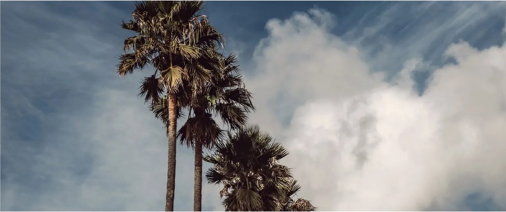 Kép - Pálma dráma (120x50 cm)