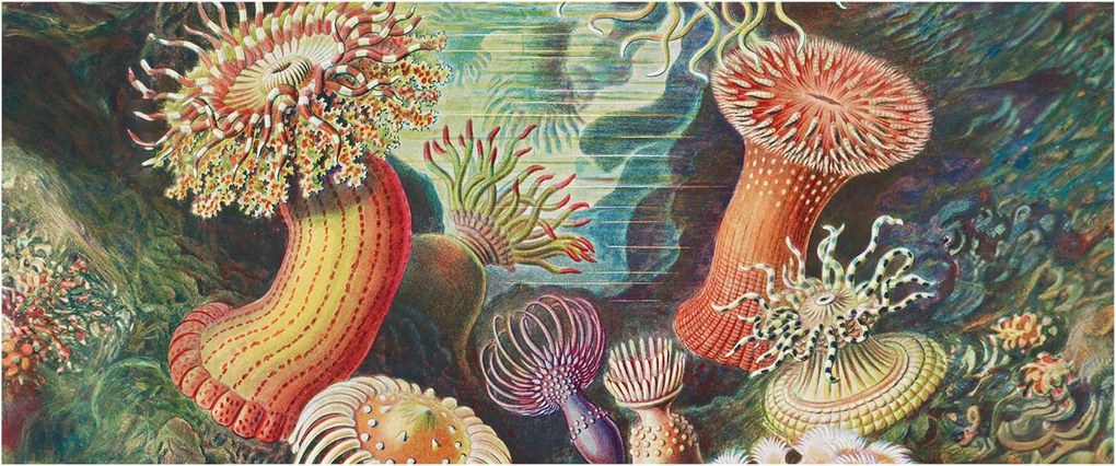 Dekoratív Fali Fotótapéta Falra Fantázia anemonák 250x104 Ragasztó