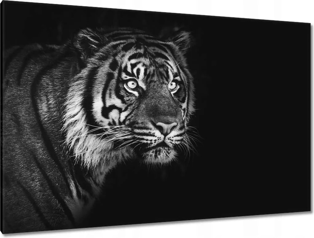 Vászonkép 120x80 Szumátrai tigris