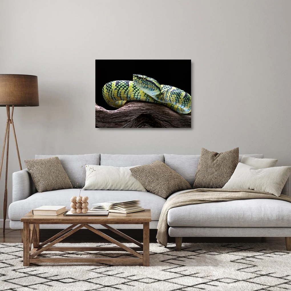 Üveg kép - Wagler csörgőkígyó (70x50 cm)