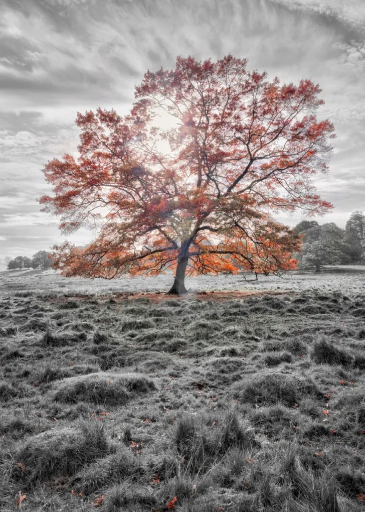 Poszter 50x70cm Őszi fa, Assaf Frank