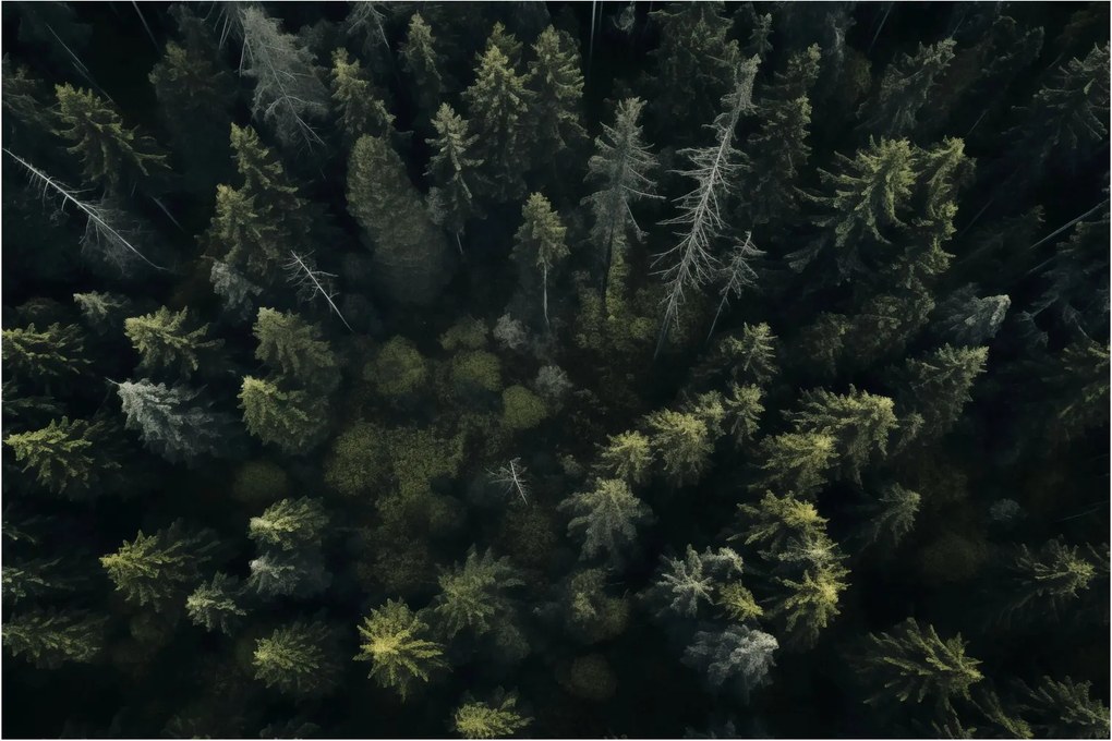 Kép - Forest (90x60 cm)