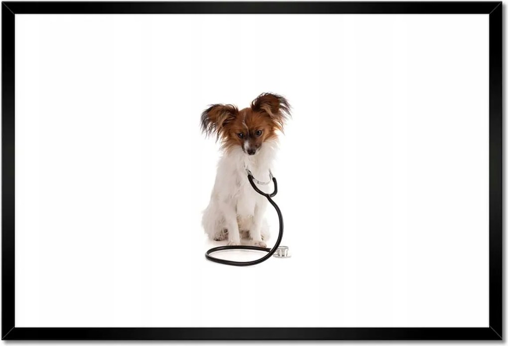 Poszterek keretben 60x40 Kutya sztetoszkóppal