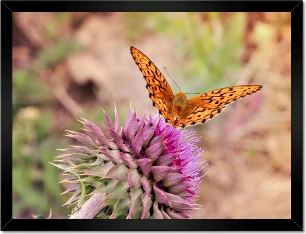 Poszterek keretben 40x30 Pillangó