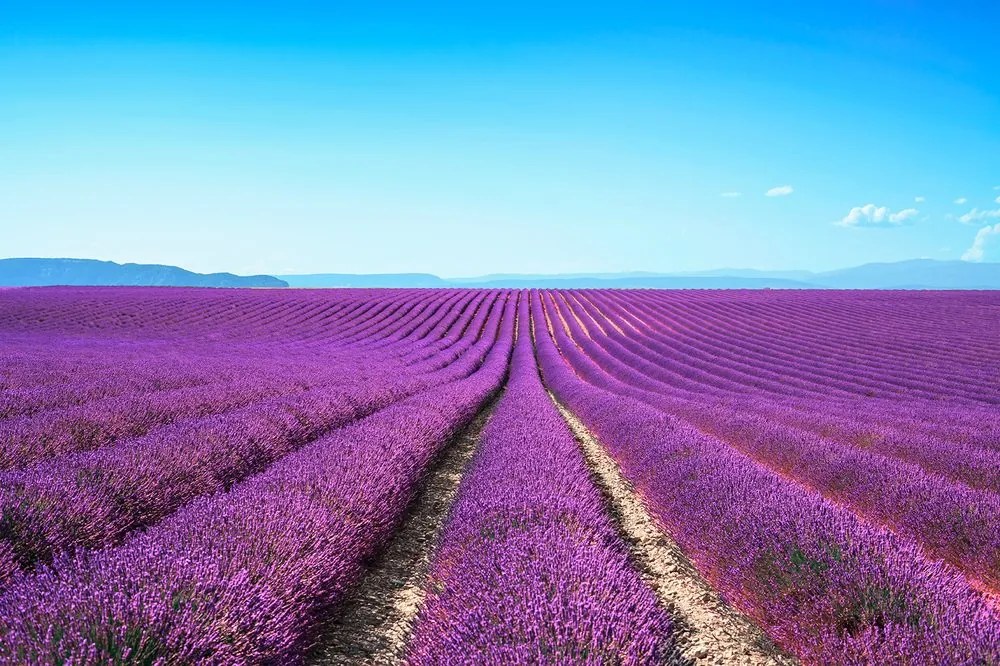 Fotótapéta végtelen levandula mező