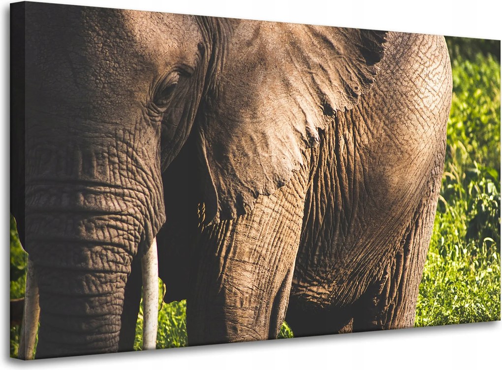 Vászonkép Állatok Nagy elefánt 100x60 cm