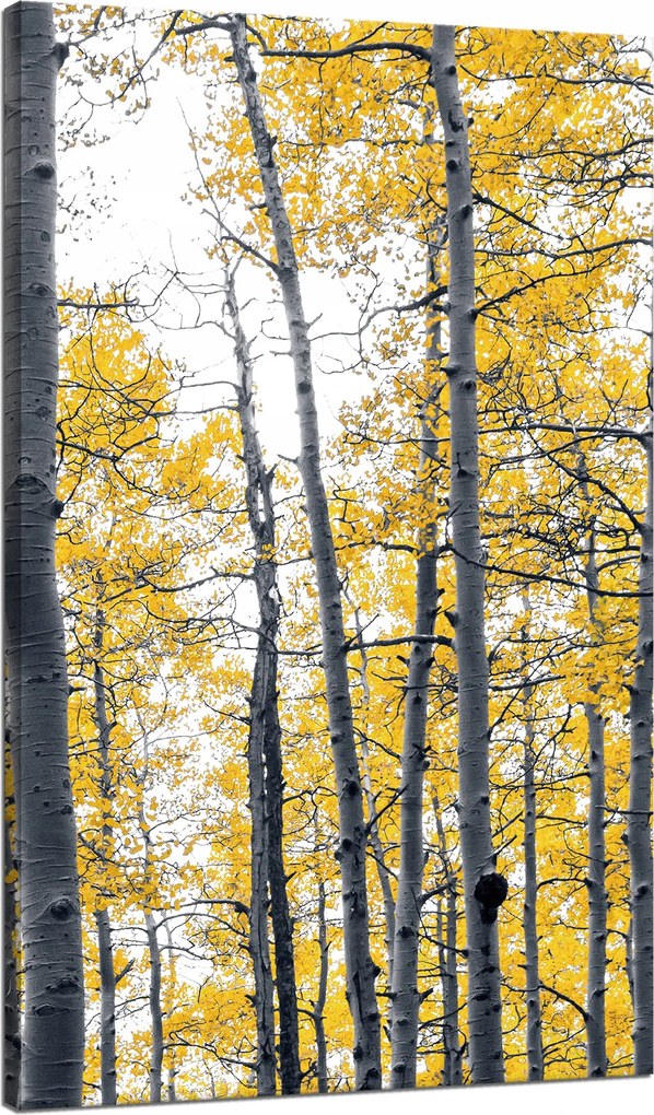 Vászonkép Nyírfák Sárga levelek Természet Tavasz 70x120 cm