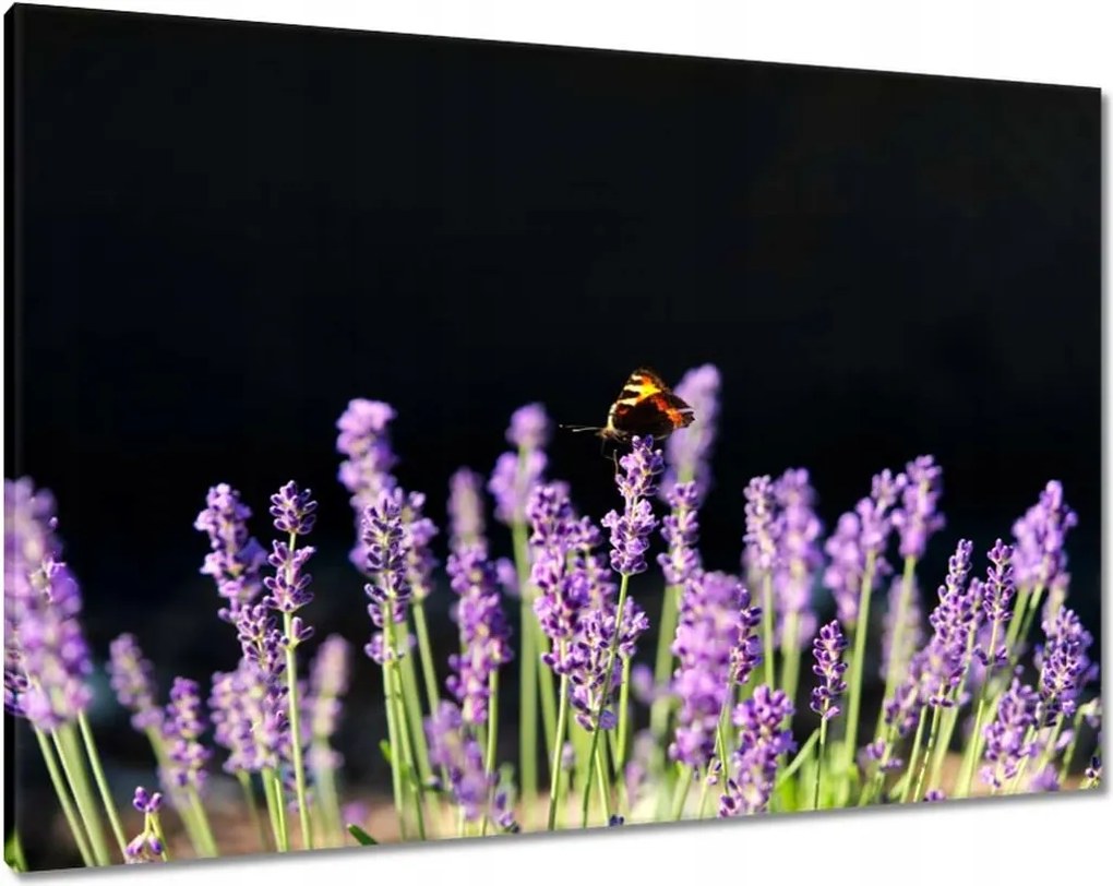 Vászonkép 100x70 Gyönyörű pillangó a levendulán