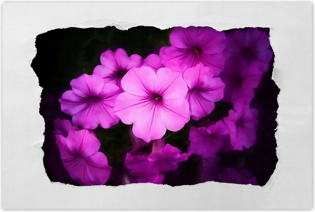 Poszterek 60x40 Petunia lila virágai