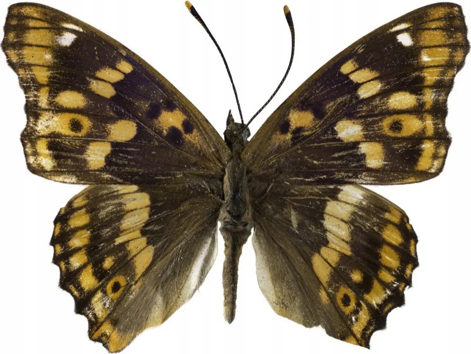 Poszter 50x40cm Pillangó fehér alapon 4, Assaf Frank