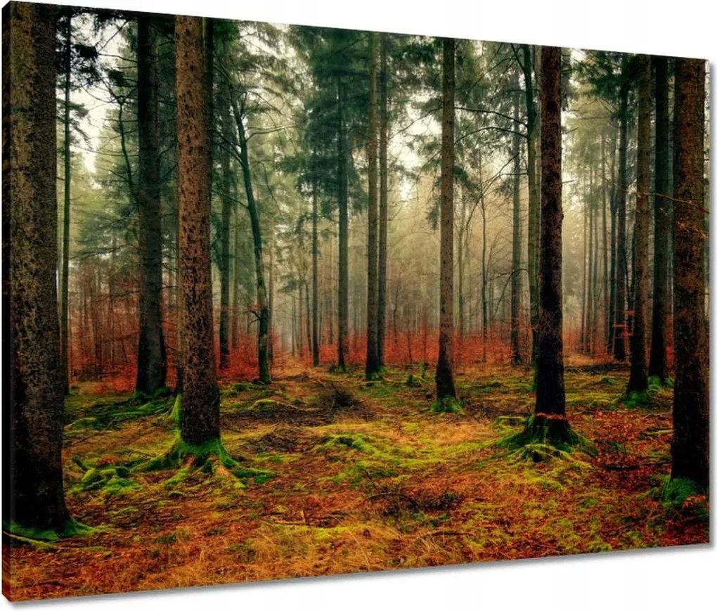 Vászonkép 80x60 Erdő Tájkép