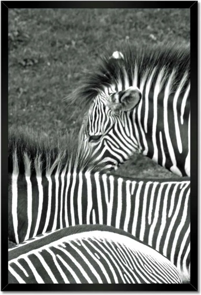 Poszterek keretben 40x60 Zebra csíkok