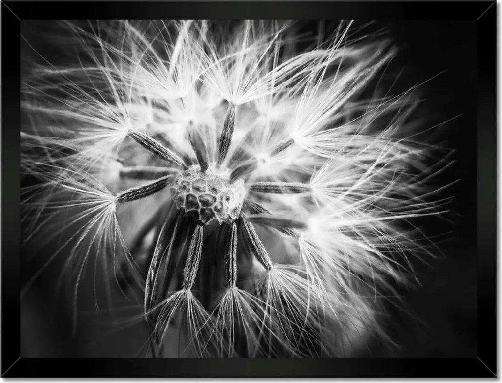 Poszterek keretben 40x30 Pitypang Virág Virágok